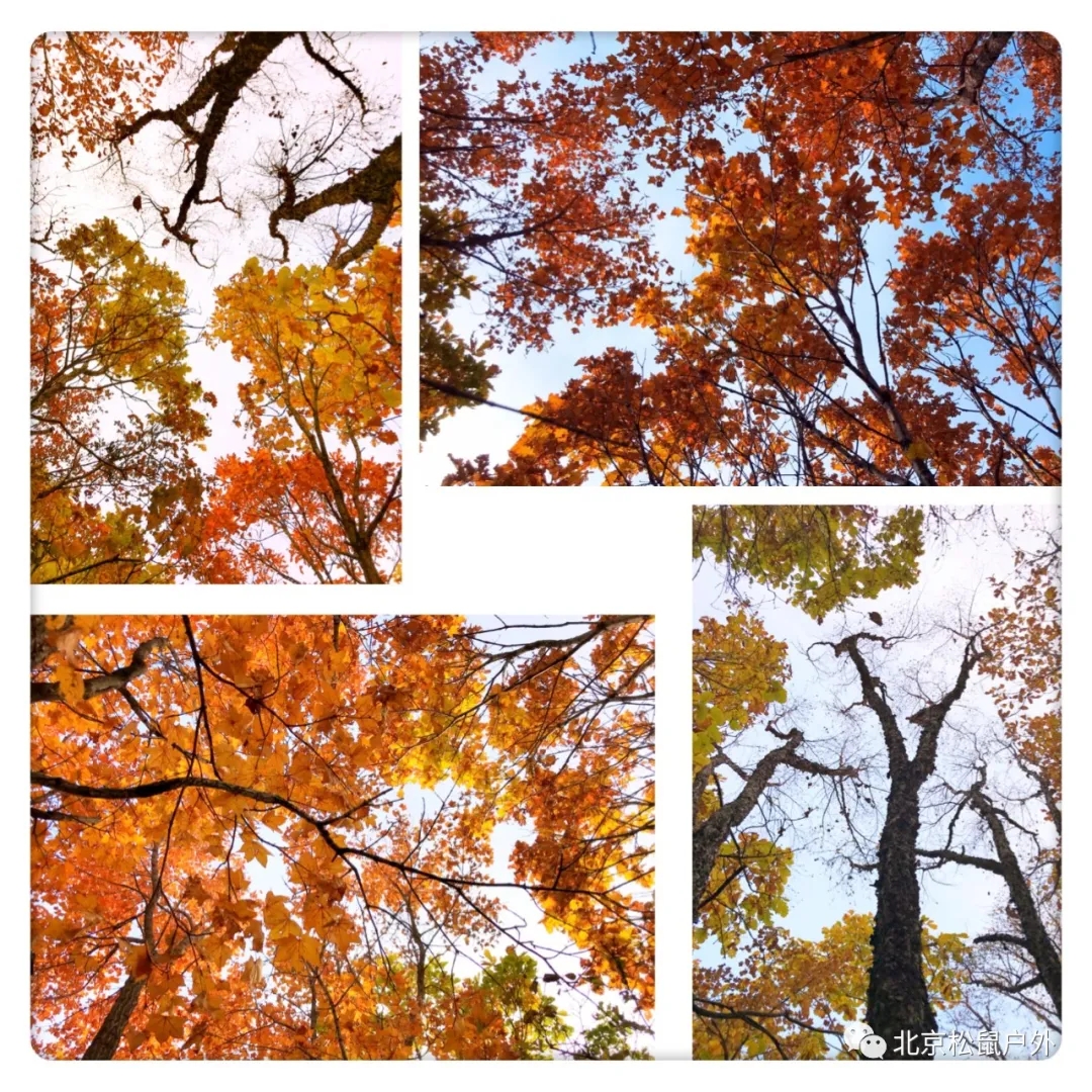 「喇叭沟门」1日赏秋 | 松鼠带你看北京最美的秋天